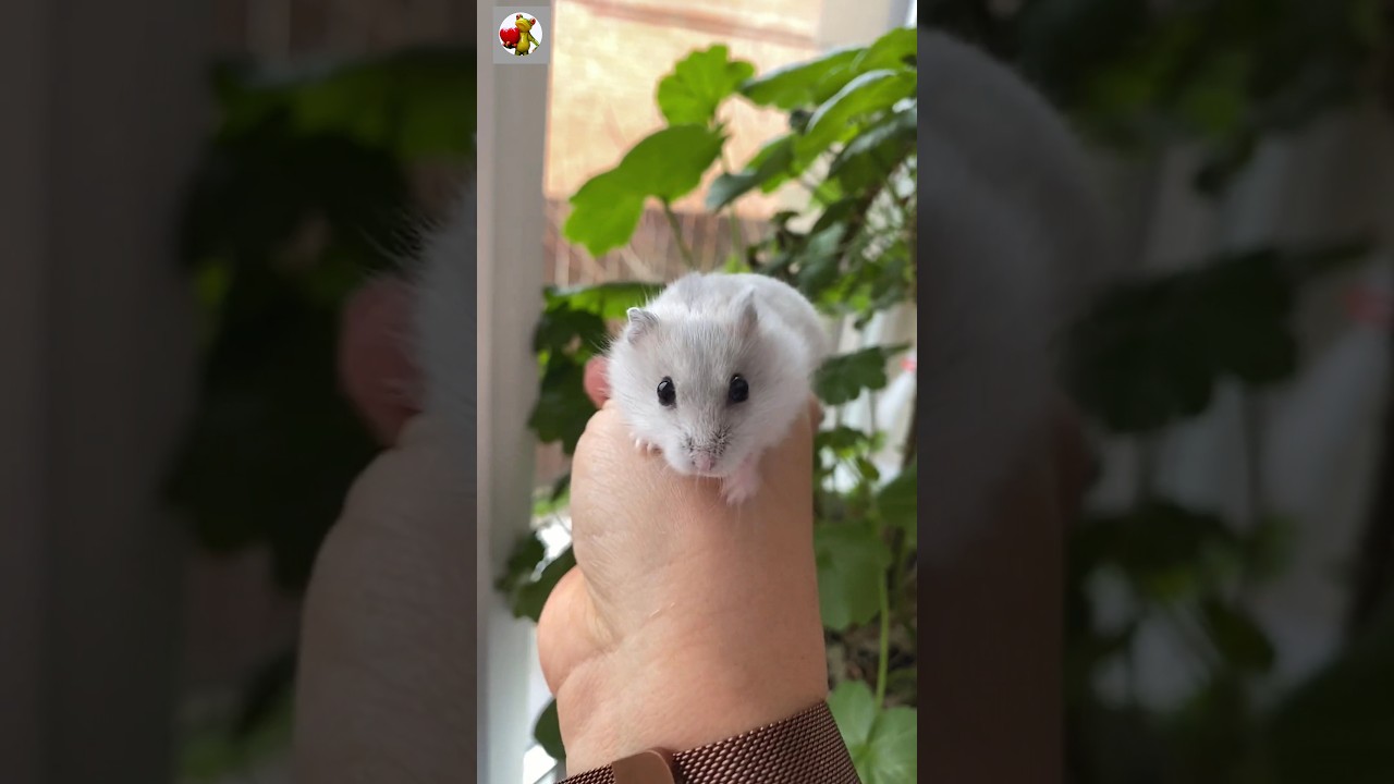 Cute Rat Sounds 🐁 | Mouse Sounds #shorts