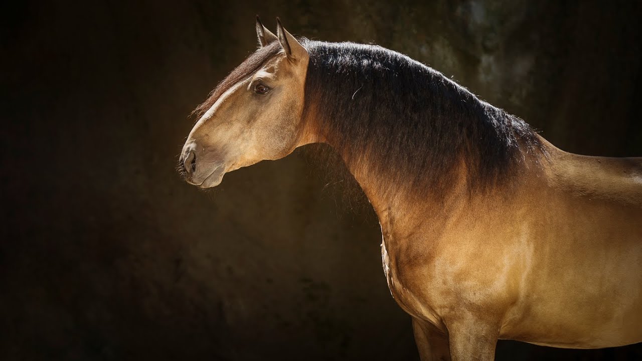 **SOLD** 10 YO Piro Free Golden Veiga Stallion - perfect amateur horse (REF#329)