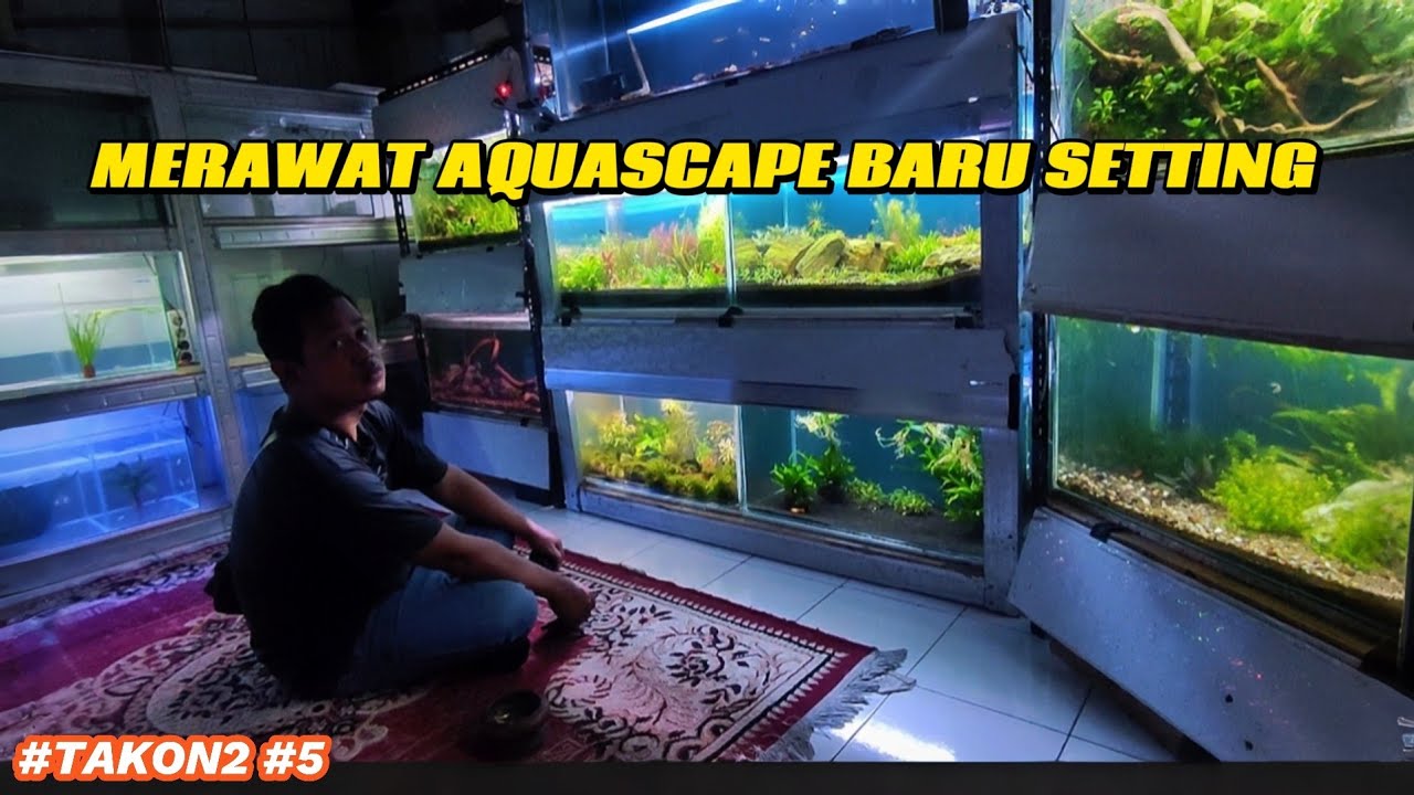 Cara Merawat Aquascape Baru Setelah Setting | Tips Pemula