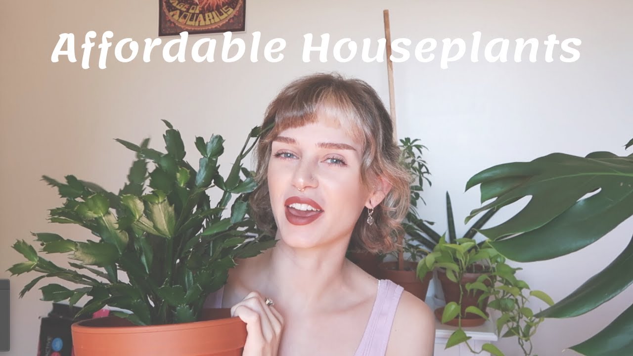 My Favourite CHEAP Houseplants | Affordable, Accessible, & Easy