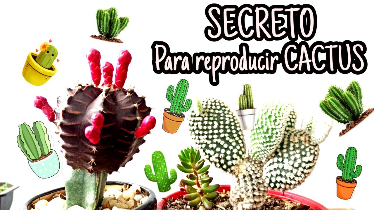 2 metodos de reproducir cactus