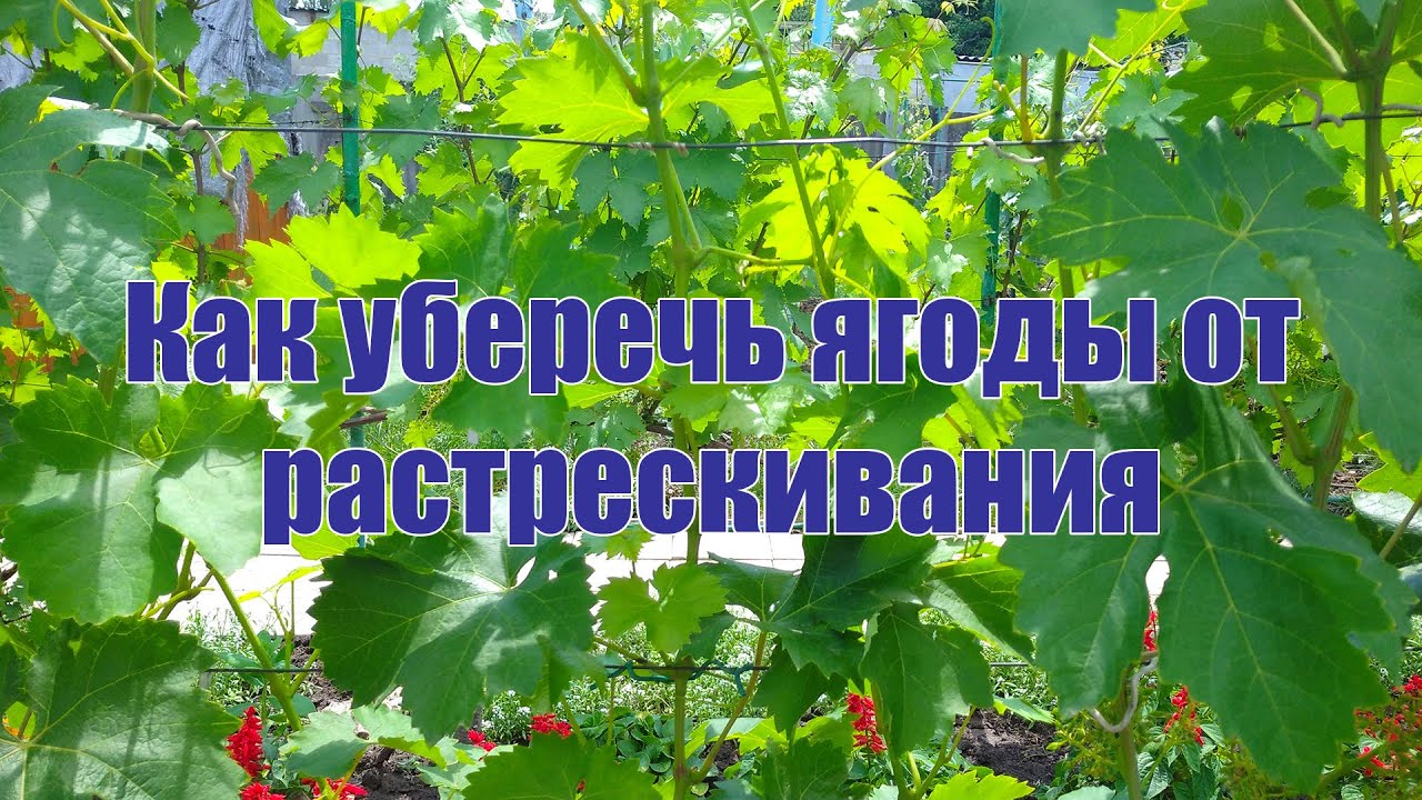 Как уберечь ягоды от растрескивания