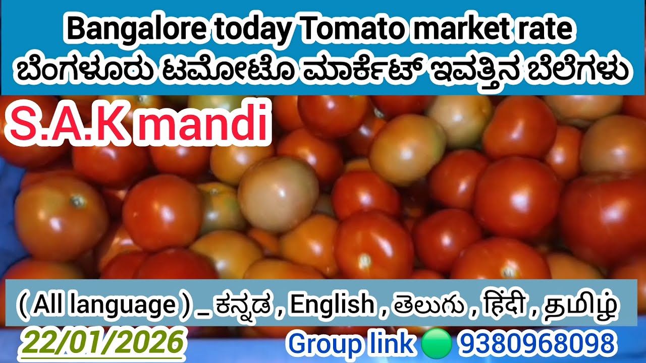 #bengaluru    #tomato market #today rate ?  22/01/2026 ಬೆಂಗಳೂರು ಟಮೋಟೊ ಮಾರ್ಕೆಟ್‌ ಇವತ್ತಿನ ಬೆಲೆಗಳು.?💛❤️