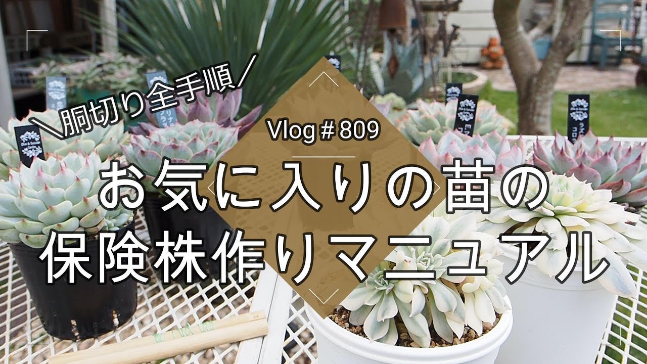 【Vlog809】【多肉植物】お気に入りの苗の保険株作りマニュアル【胴切り全手順】