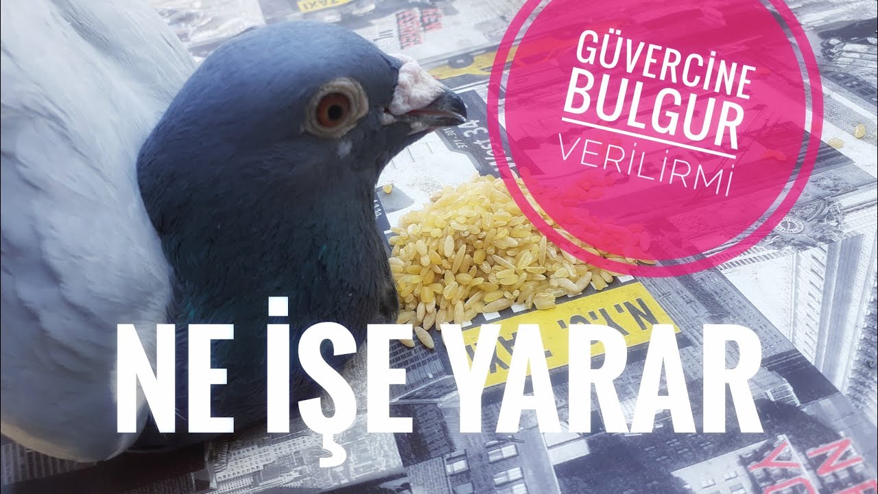 Posta güvercinlerimize bu tüy döneminde evde verebileceğimiz doğal takviyeler? bulgur verilir mi?