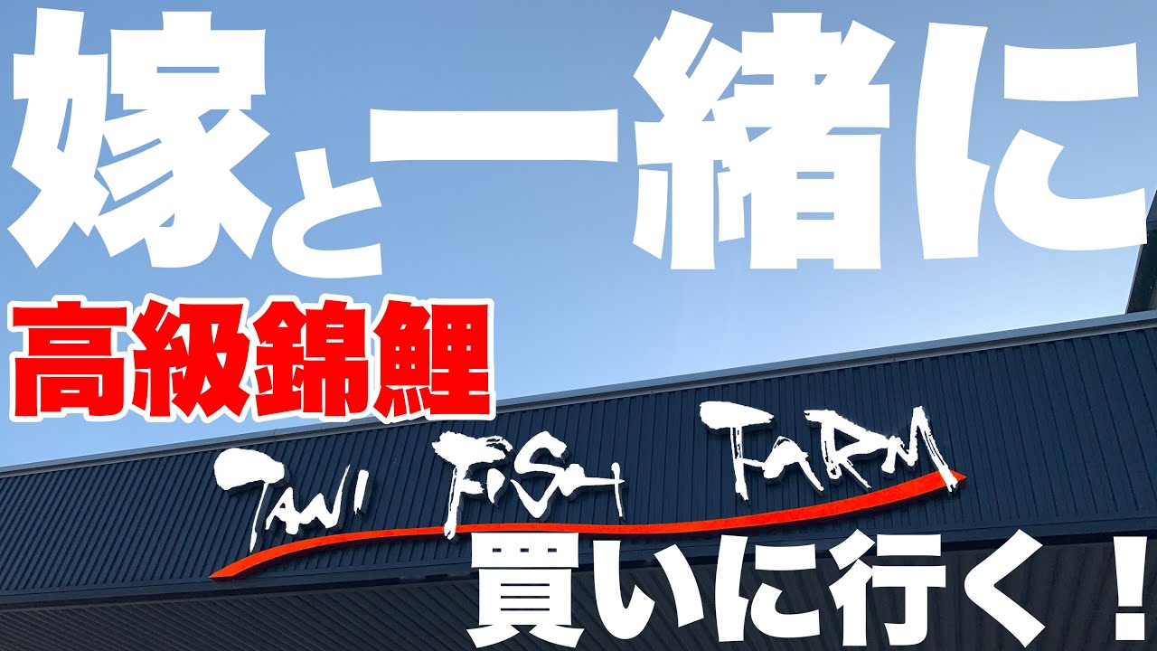 【高級錦鯉購入！】嫁と一緒に買いに行く！繁殖・産卵用に雌の昭和三色を購入しました！nishikigoi