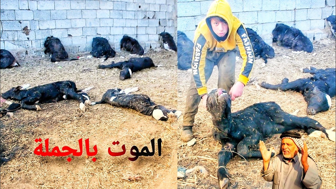 حقل جاموس 🐃 يموت بالكامل أثناء التصوير بسبب مرض الطاعون وصاحب الحقل يطلع من طوره ويصاب بالجنون
