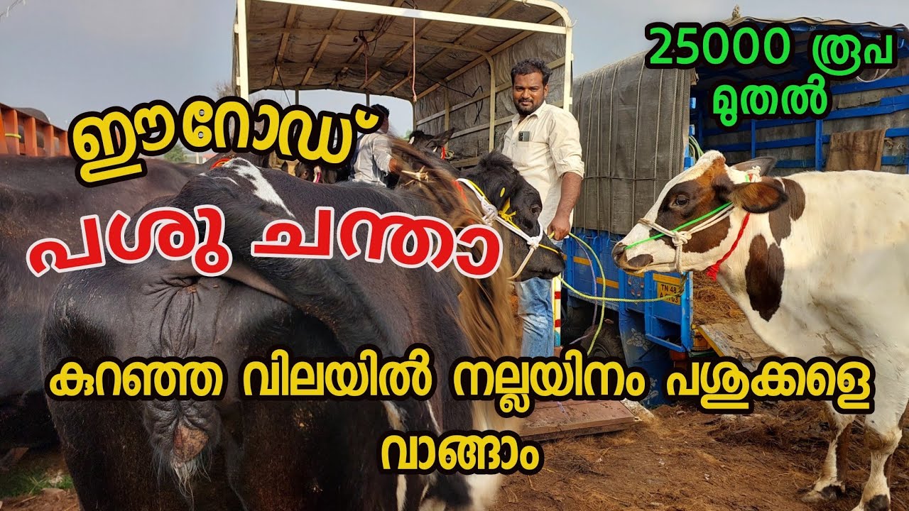 Erode cattle cow market|ഉറപ്പോടെ പശുക്കൾ വാങ്ങാ|tamil nadu cow market malayalam|COW MARKET IN Erode