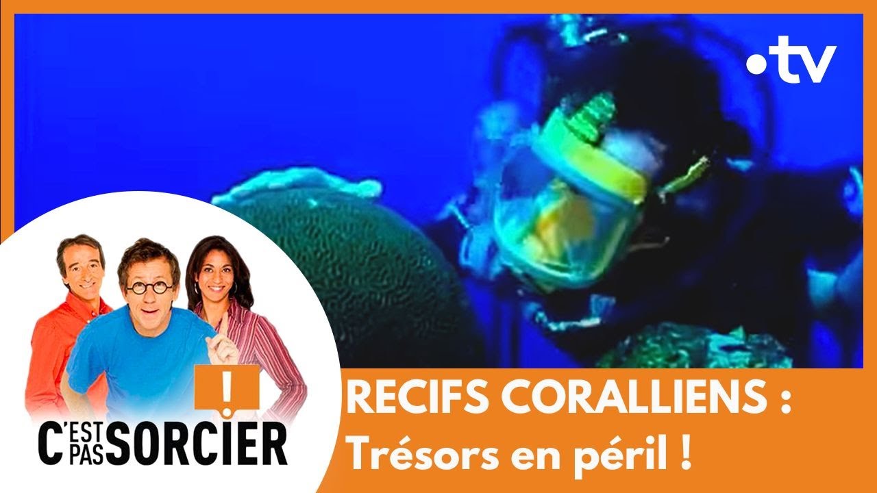 RECIFS CORALLIENS : Trésors en péril ! - C'est pas sorcier [Intégrale]