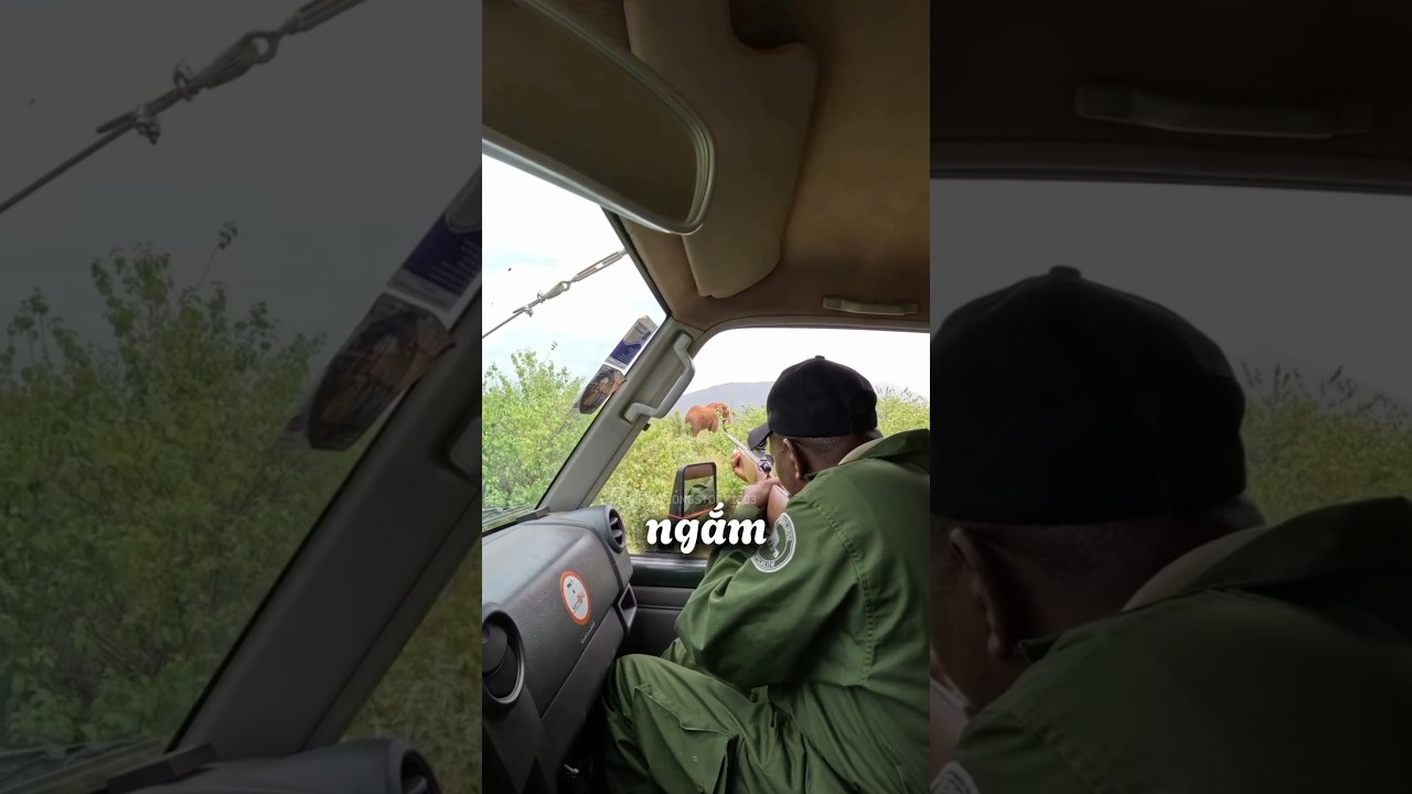 Họ Đ&Atilde; BẮN con voi n&agrave;y để CỨU N&Oacute; 🐘💉