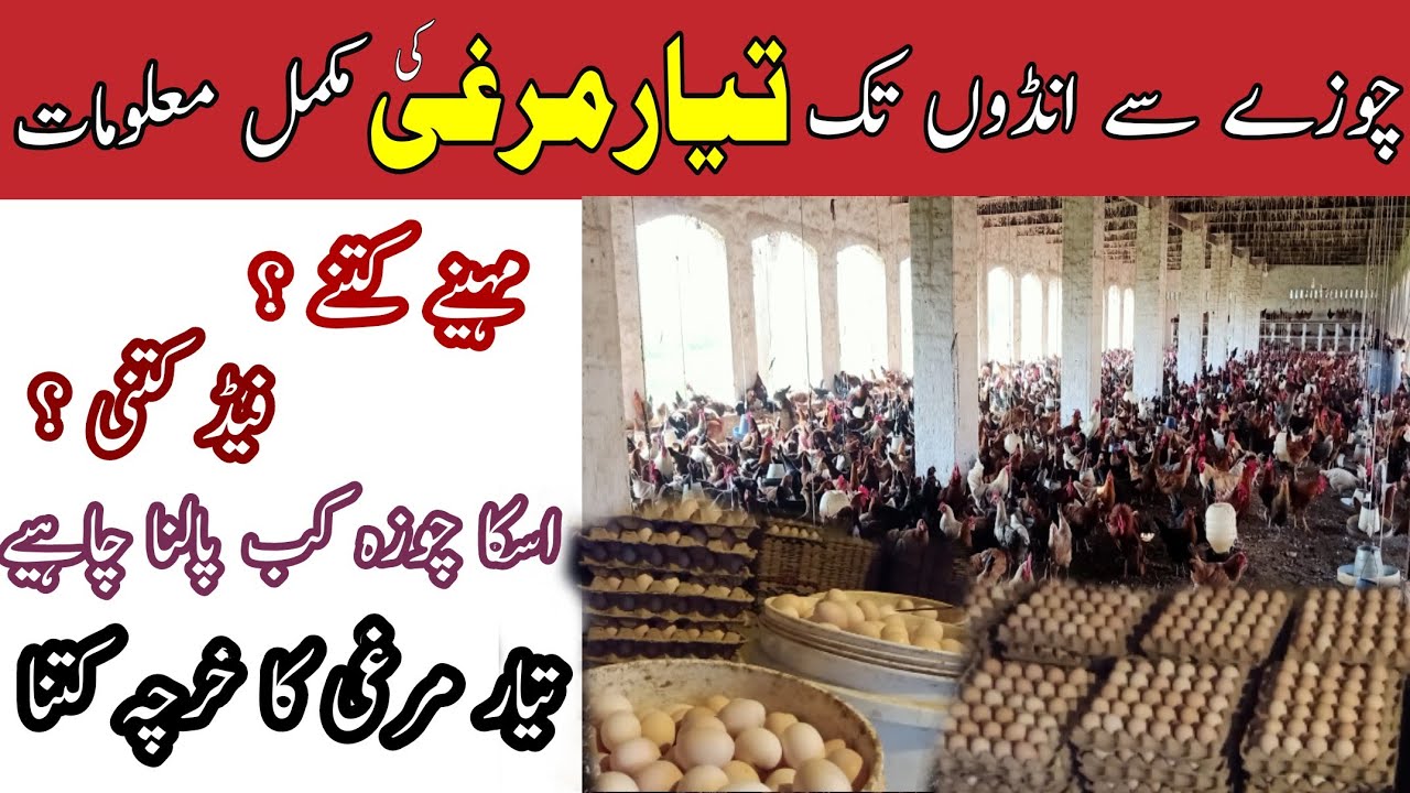 Golden Misri Hen Farming in pakistan || Calculation of Expenses , Feed || Egg Business
