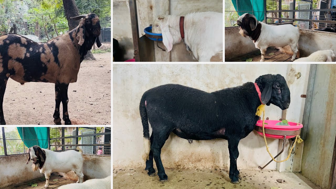 Dinath goat farm.
