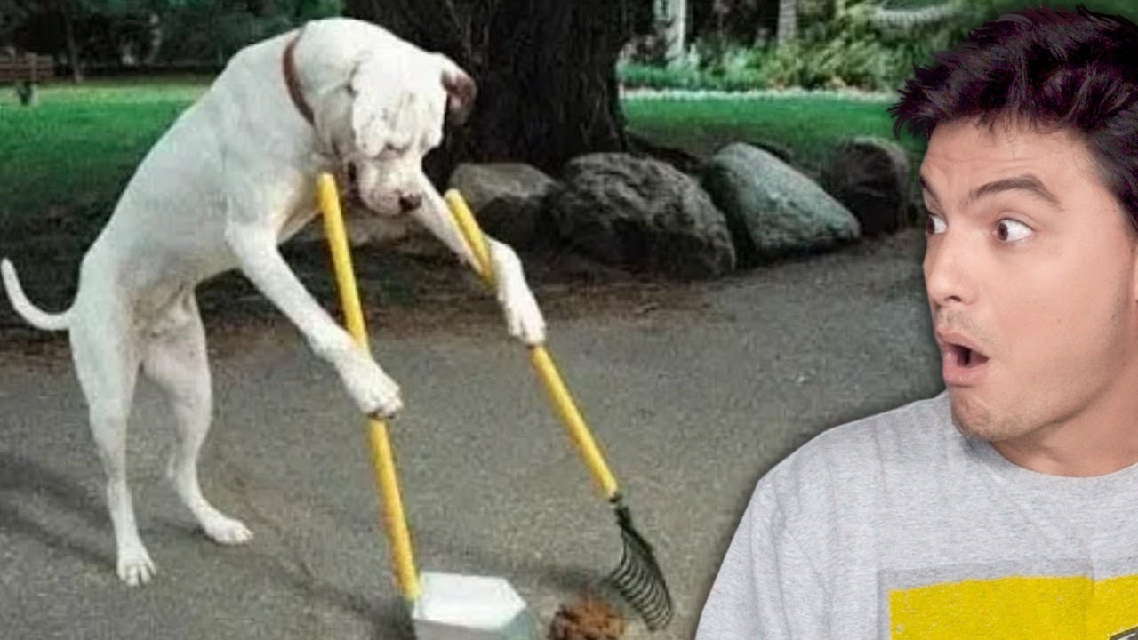 ANIMAIS que s&atilde;o MAIS INTELIGENTES que PESSOAS! [+10]