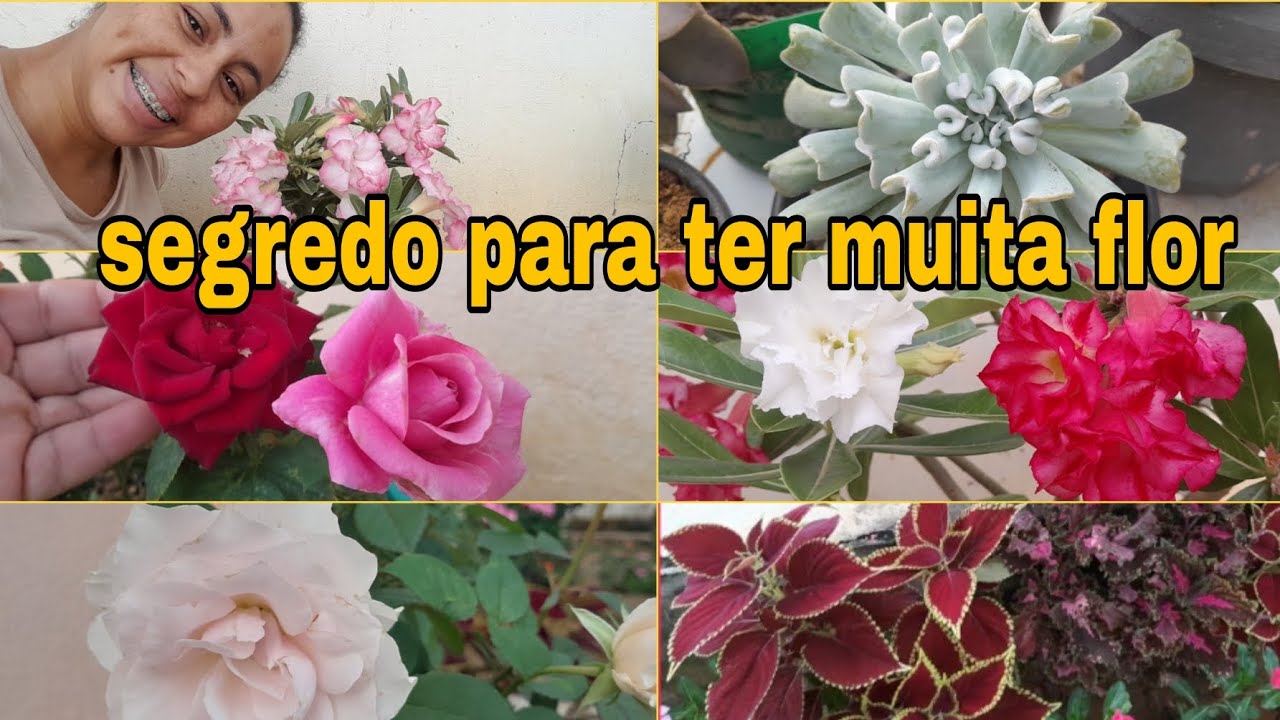 COMO TER UM JARDIM BEM FLORIDO E SAUDÁVEL MOSTREI TUDO COMO FAÇO