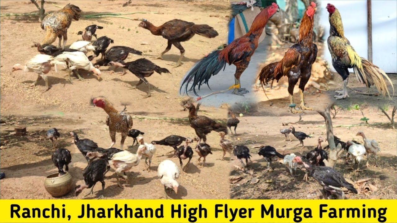 Ranchi Jharkhand High Flyer Chicks || High Flyer Murga Farm Jharkhand
