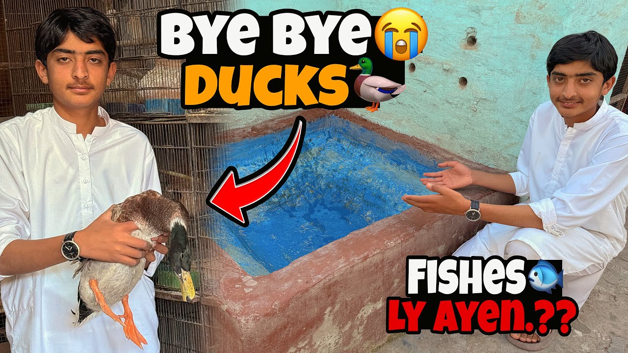 Karbali Pair Ka Second Clutch Lain Ya Nahi.? 😱 Bye Bye Ducks 🦆 | Just Huzaifa Khan | 