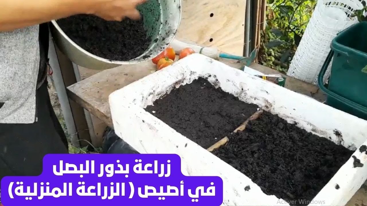كيفية زراعة البصل من البذور بالخطوات..كيفية زراعة البصل من البذور(زراعةمنزلية) #قناة_الظهرة_الفلاحية