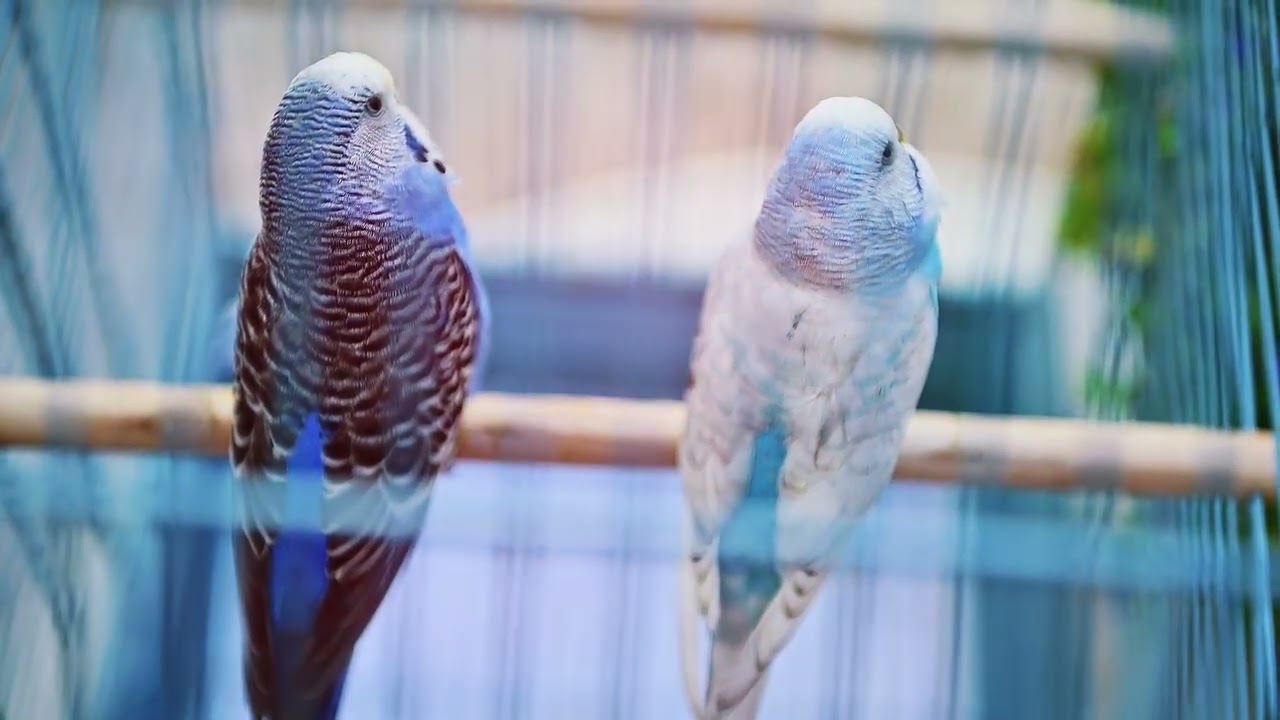 Why Male Birds Wear Bright Colors