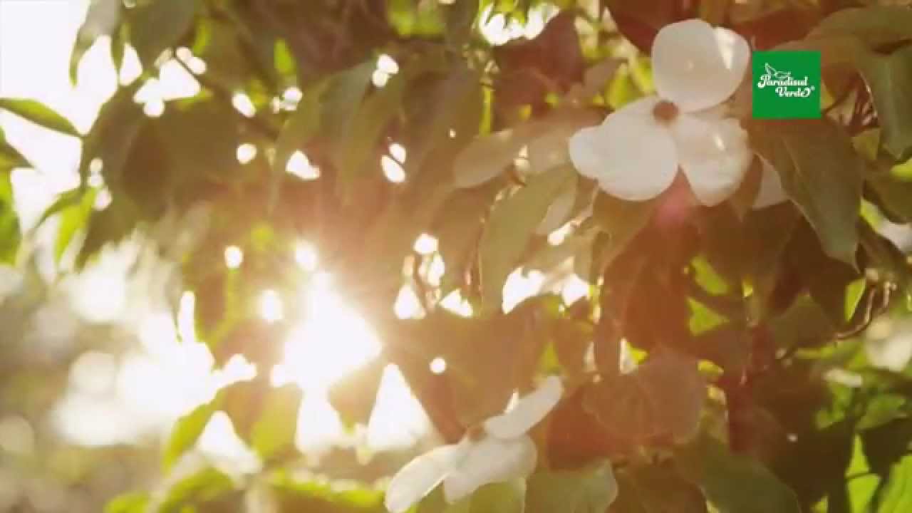 Paradisul Verde