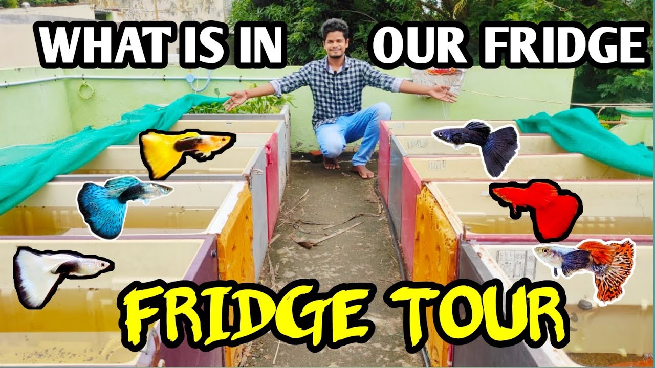 Fridge tour in tamil | Fridge box fish tank tamil | Fridge box setup | Tamil