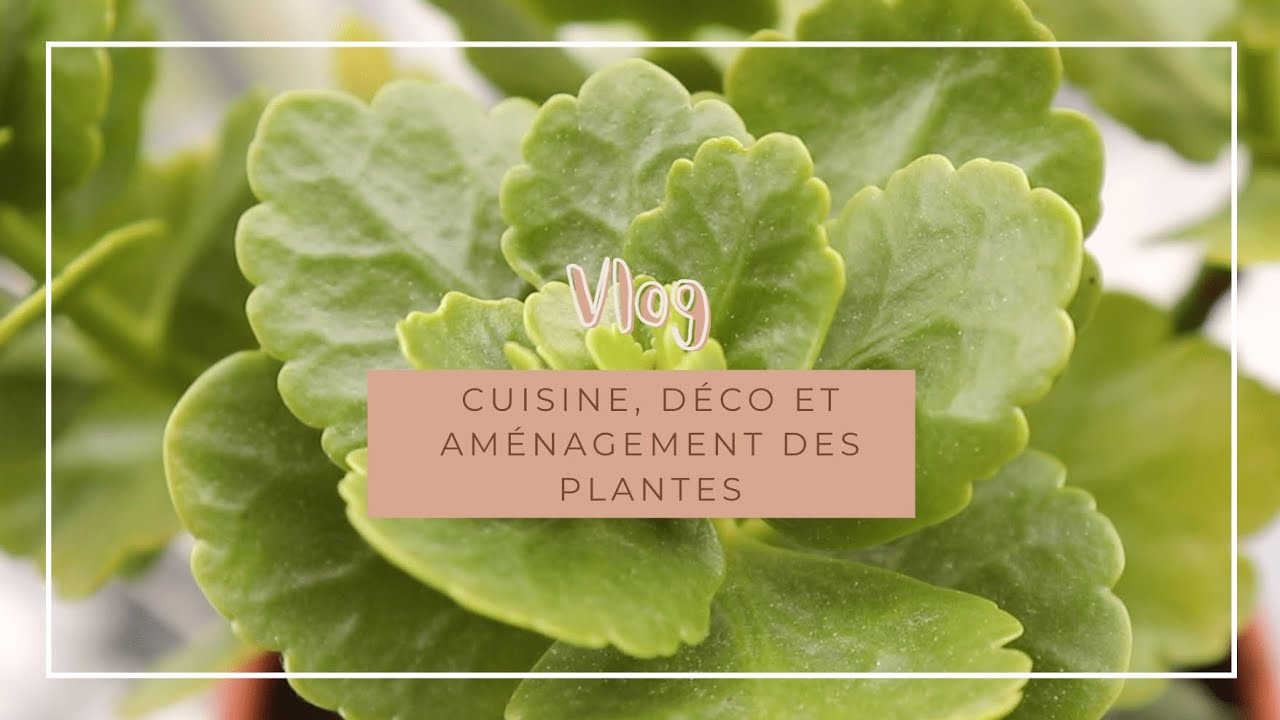 Vlog  | cuisine, déco et aménagement des plantes 🌿 🕯️