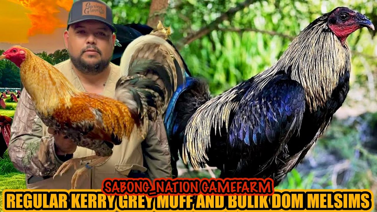 Regular Kerry Grey Muff And Bulik Dom Melsims ~ SABONG_NATION GAMEFARM