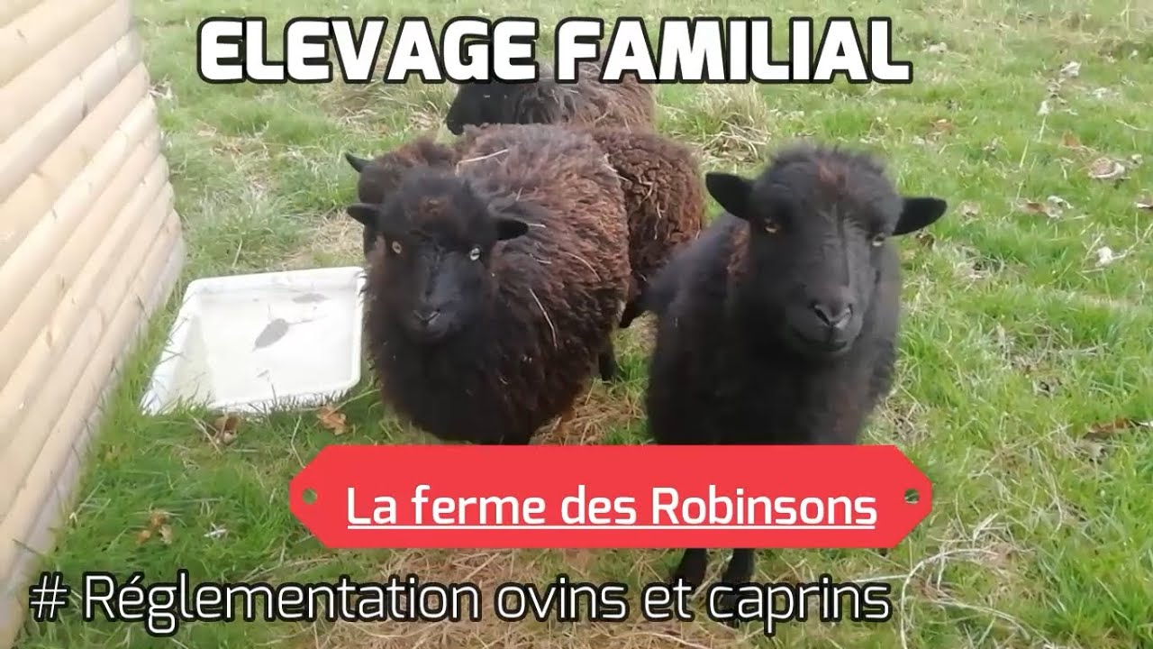 Elevage familial ovins caprins, réglementation pour les moutons et chèvres