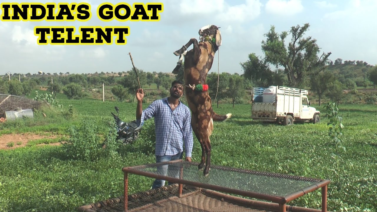 ऐसा डांस तो माधुरी दीक्षित भी नहीं करती / कमाल का बकरी डांस / Amazing Goat Dance / Dancer Bakri