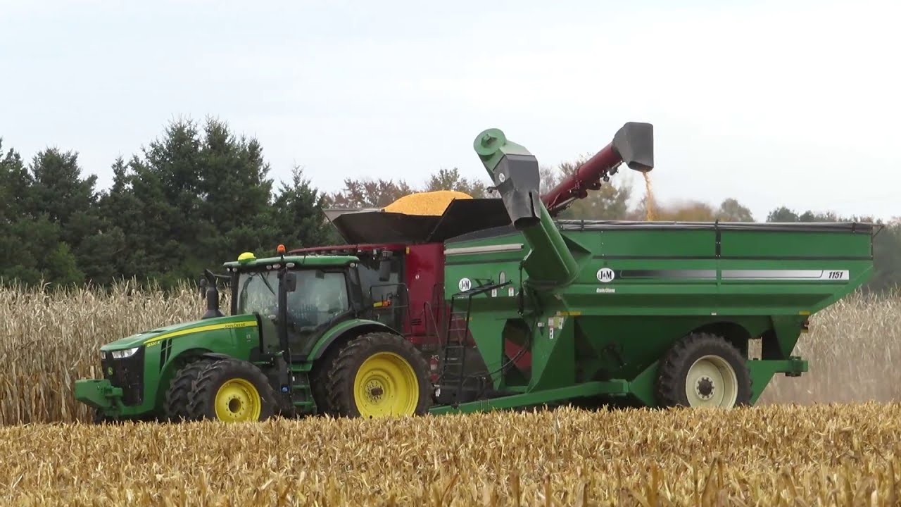Harvest 2020 | Case IH 8250 Axial Flow Combine Harvesting Corn | Corn Harvest 2020