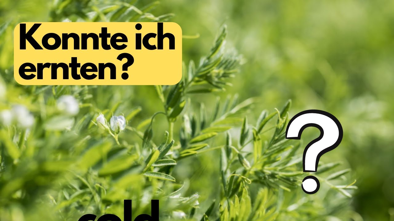 Linsen Anbau in Deutschland- klappt das? (Beluga Linsen)