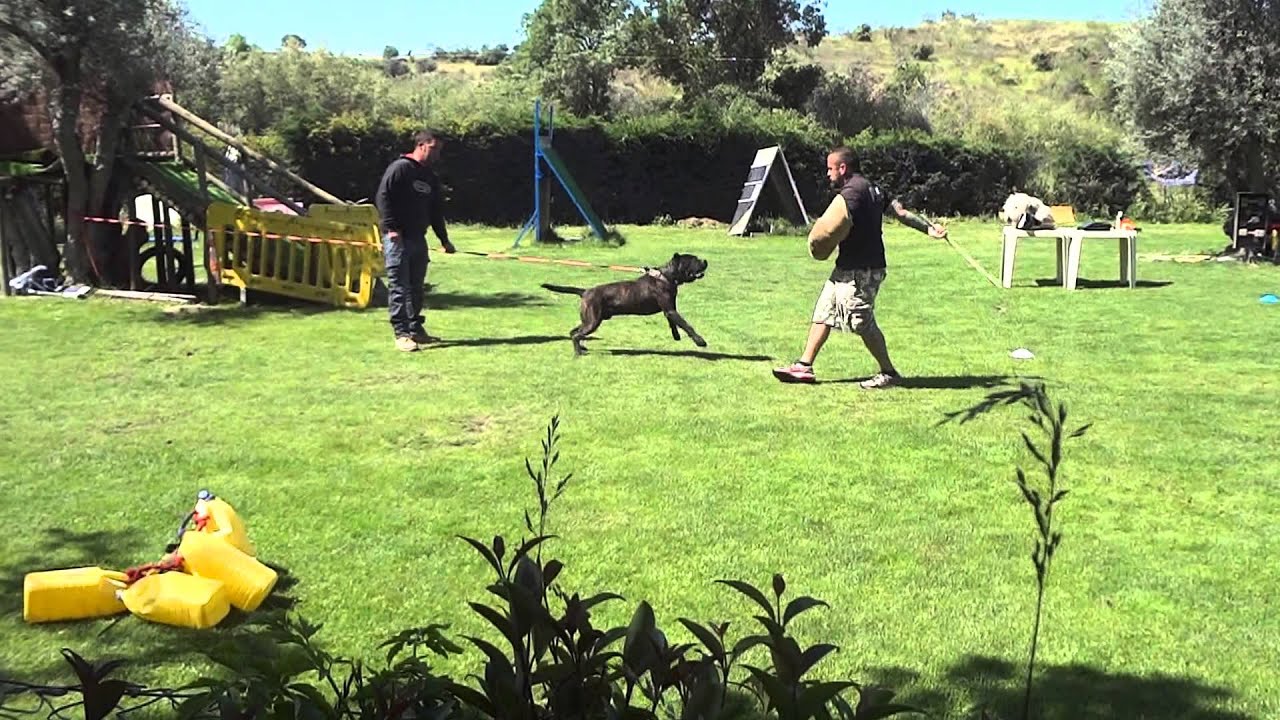 presa canario event 8,madrid may 2013 ,ppb,king zulu,ironbull.