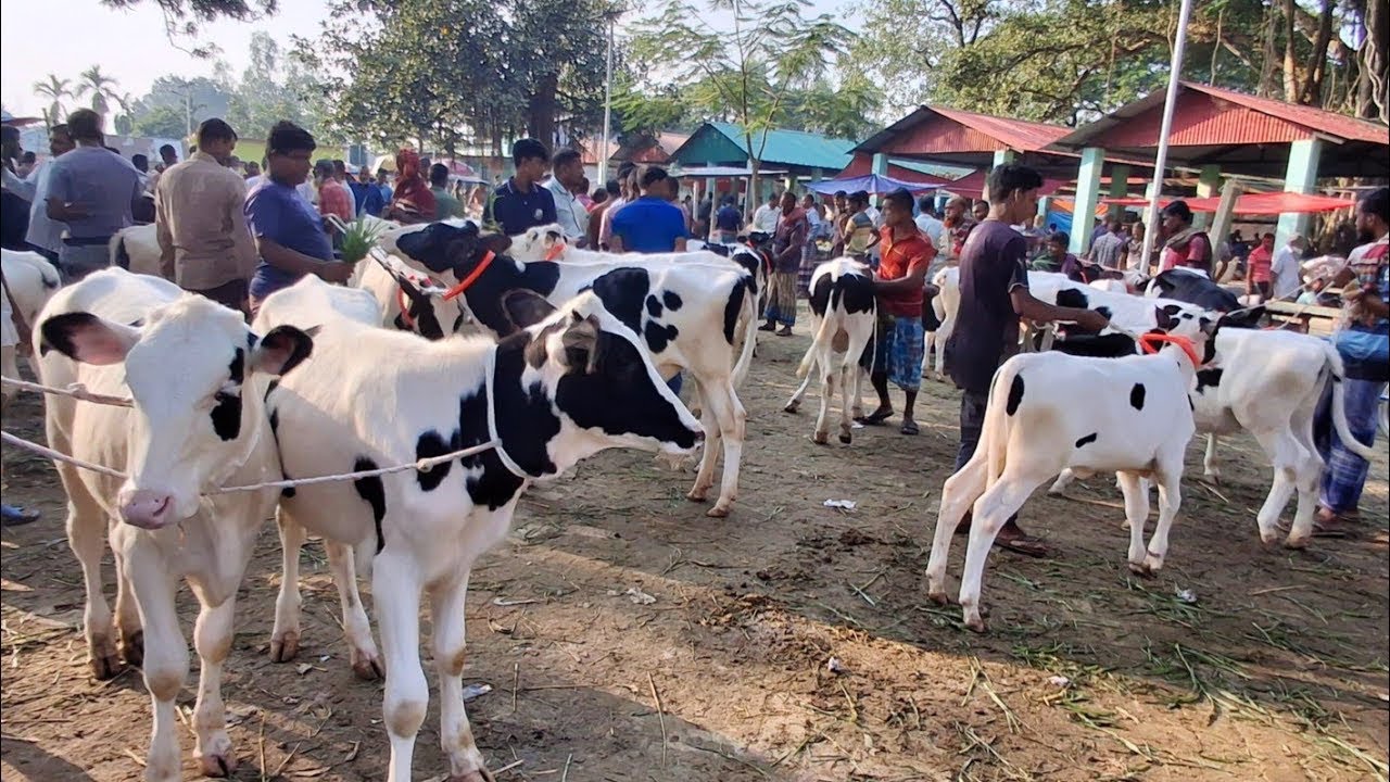 গরু বাজারের আজকের লাইভ চিত্র | Real cow market vibes today #GoruBazar #Bangladesh
