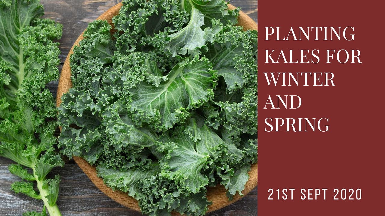 Planting late kales for winter and spring
