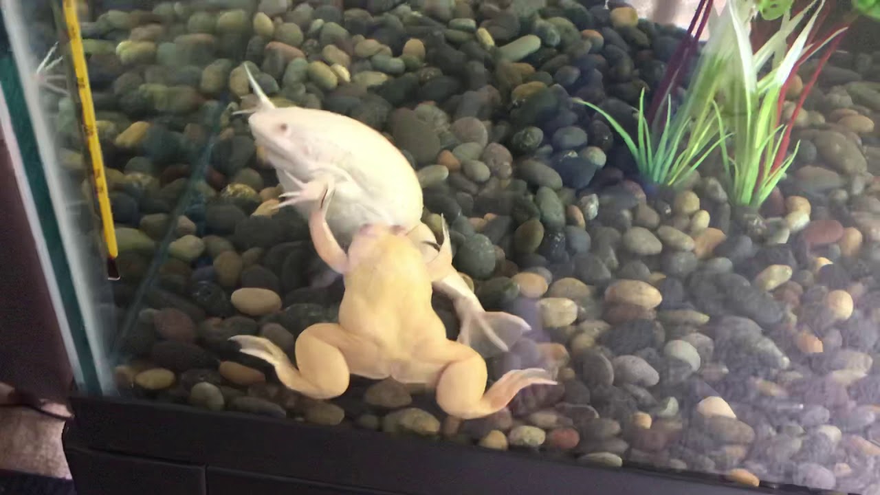 37 Gallon Update. Also African Clawed Frogs And Bettas!