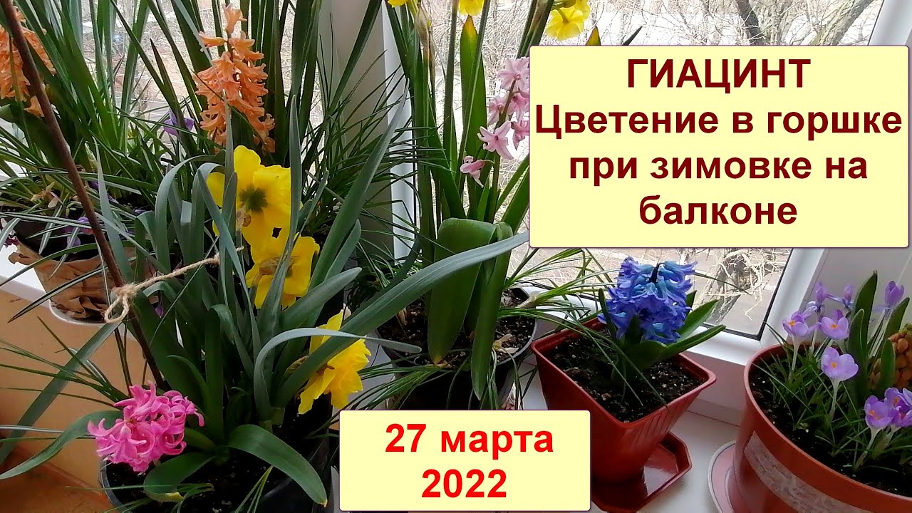 Гиацинт дома.  Цветение, выращенных из луковиц гиацинтов в горшке, при зимовке на балконе.