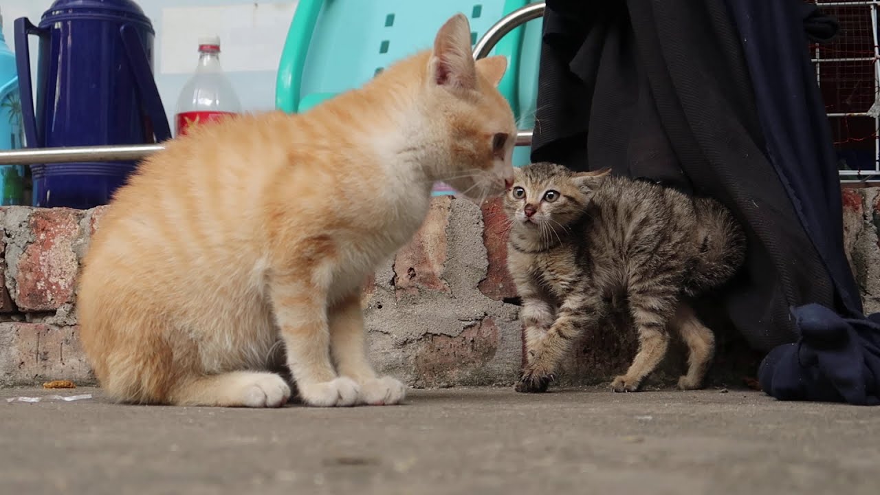 Слишком весело видеть ссору котенка [Защитный котенок]