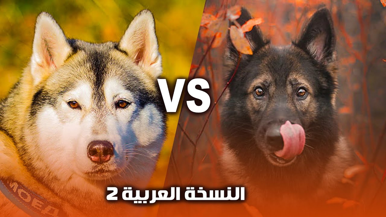 اشتري ده ولا ده 🤔 كلب المالموت هاسكي  ولا  الجيرمن شيبرد