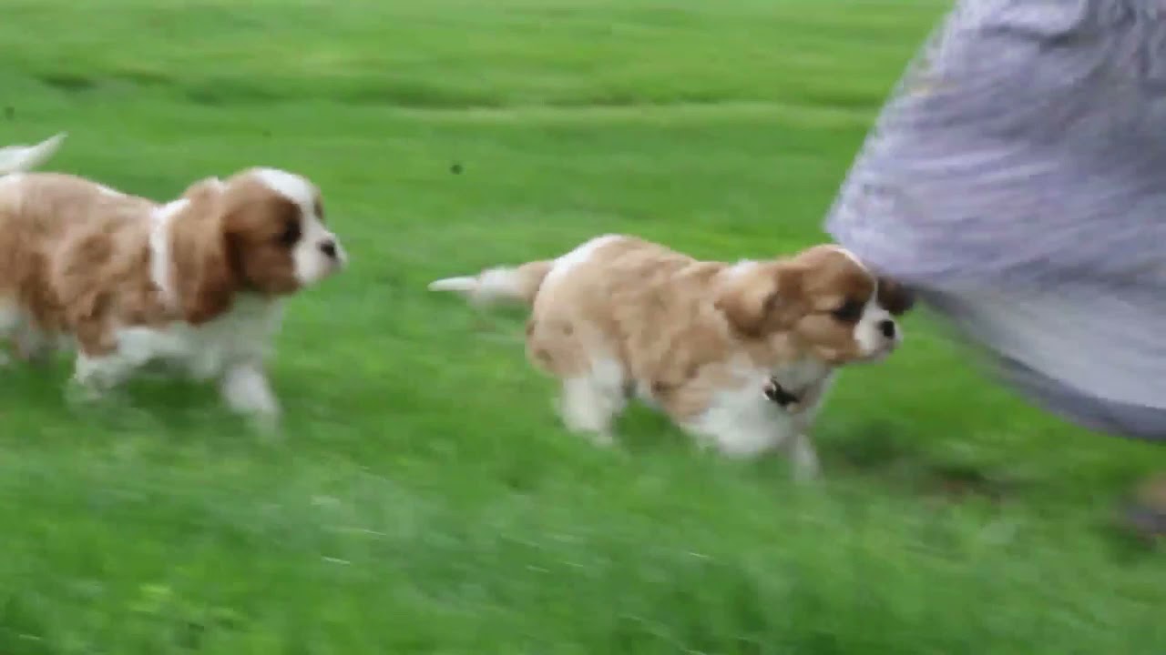 Cavalier King Charles Spaniel Puppies For Sale Hannah Zimmerman