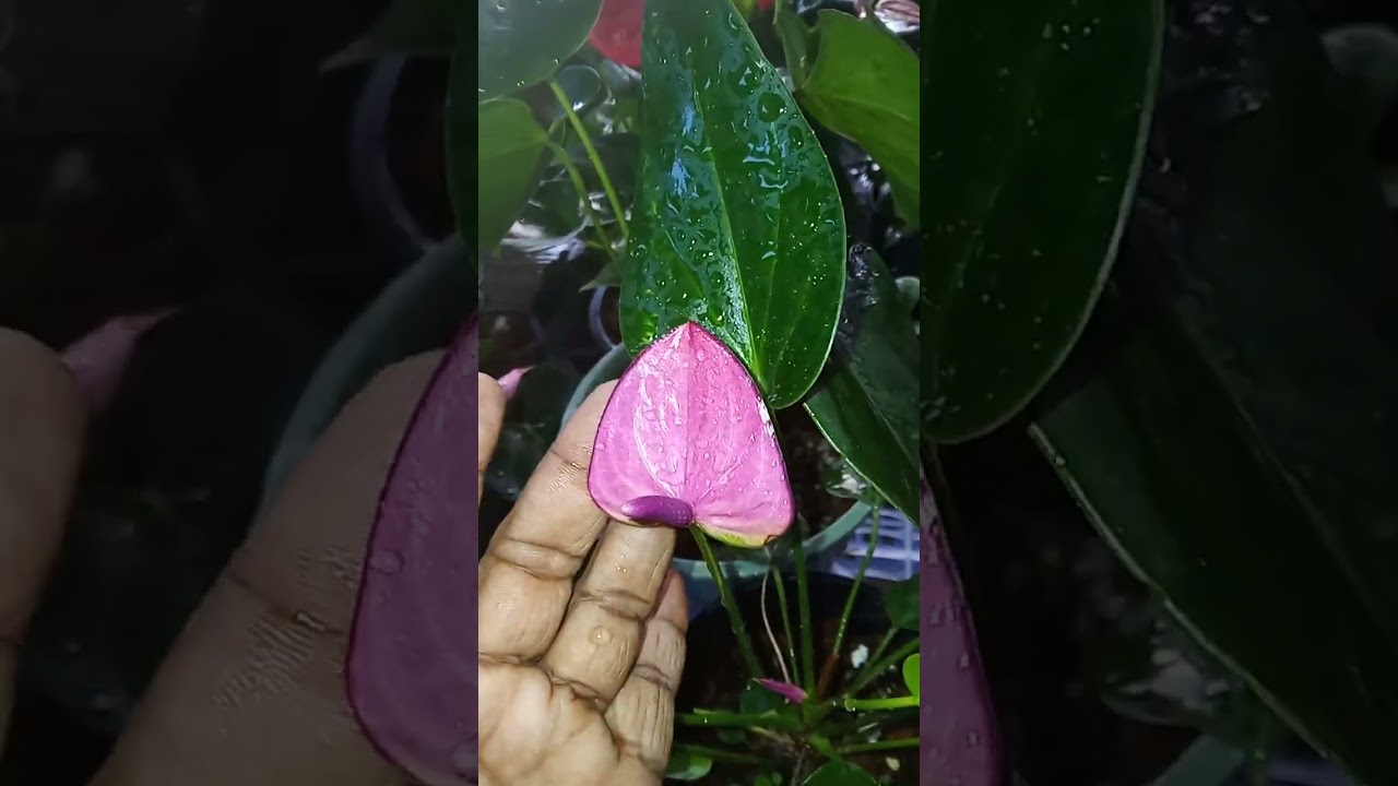 කැමති නම්  කතා  කරන්න  0712096509