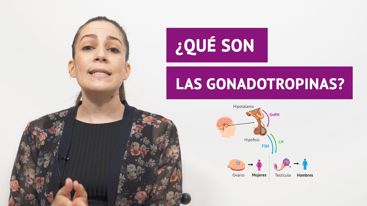 ¿Qué son las gonadotropinas y cuáles son sus funciones?