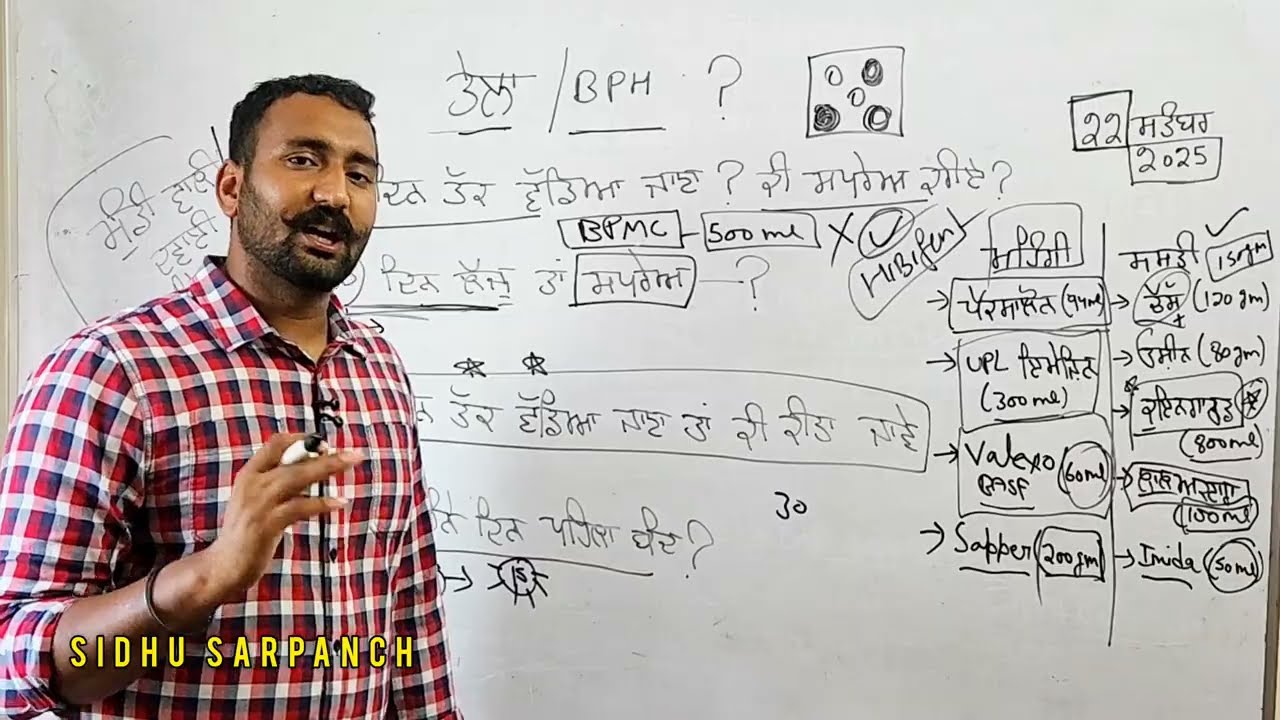 ਤੇਲਾ/BPH ਦਾ ਕੰਟਰੋਲ ਝੌਨੇ-ਬਾਸਮਤੀ ਕਿੰਨੇ ਦਿਨ ਪਹਿਲਾ ਵੱਡਣ ਤੋ? ਆਖਰੀ ਸਪਰੇਅ ਮਹਿੰਗੀ ਕਰੀਏ ਜਾਂ ਸਸਤੀ ?