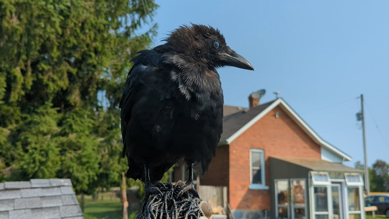 Young Crow Takes a Bath and Cleans Feathers Up Close 