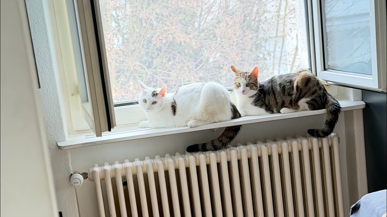 🔥 We’re Streaming All Night… The Cats Decide What Happens