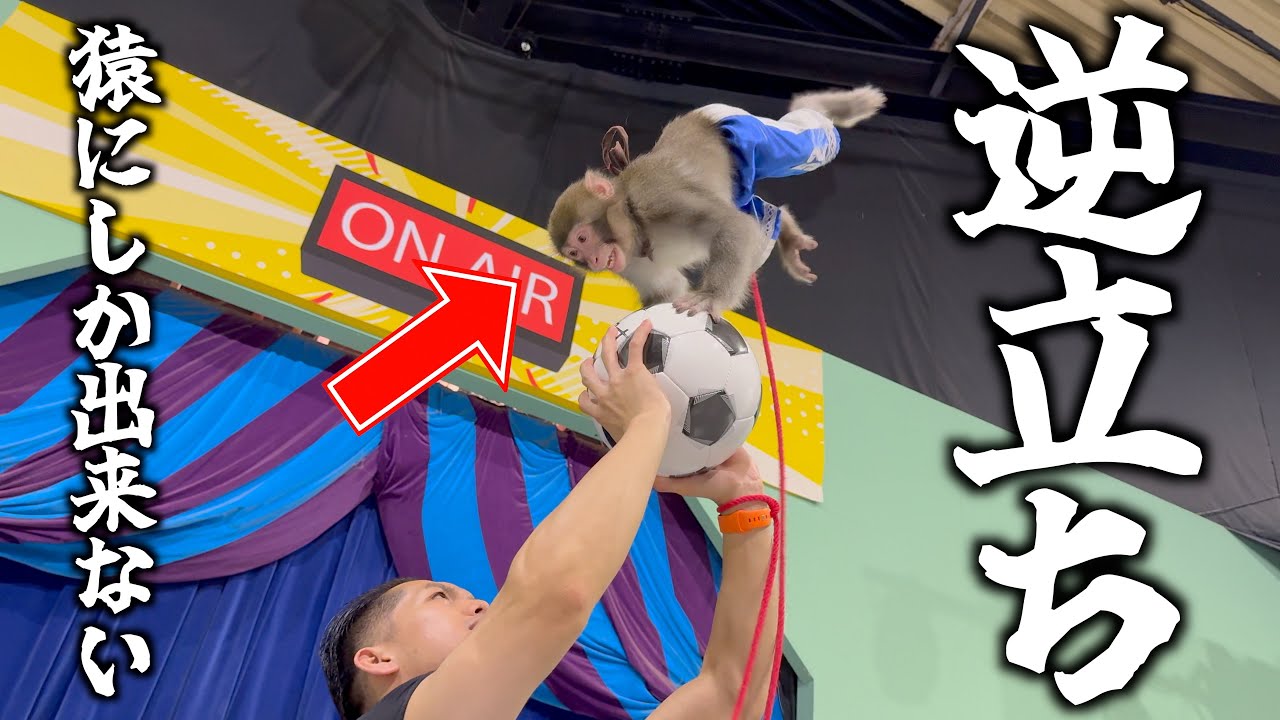 【これがお猿さんの身体能力】２歳の子猿に人ではありえない高さの逆立ちを教えてみた！