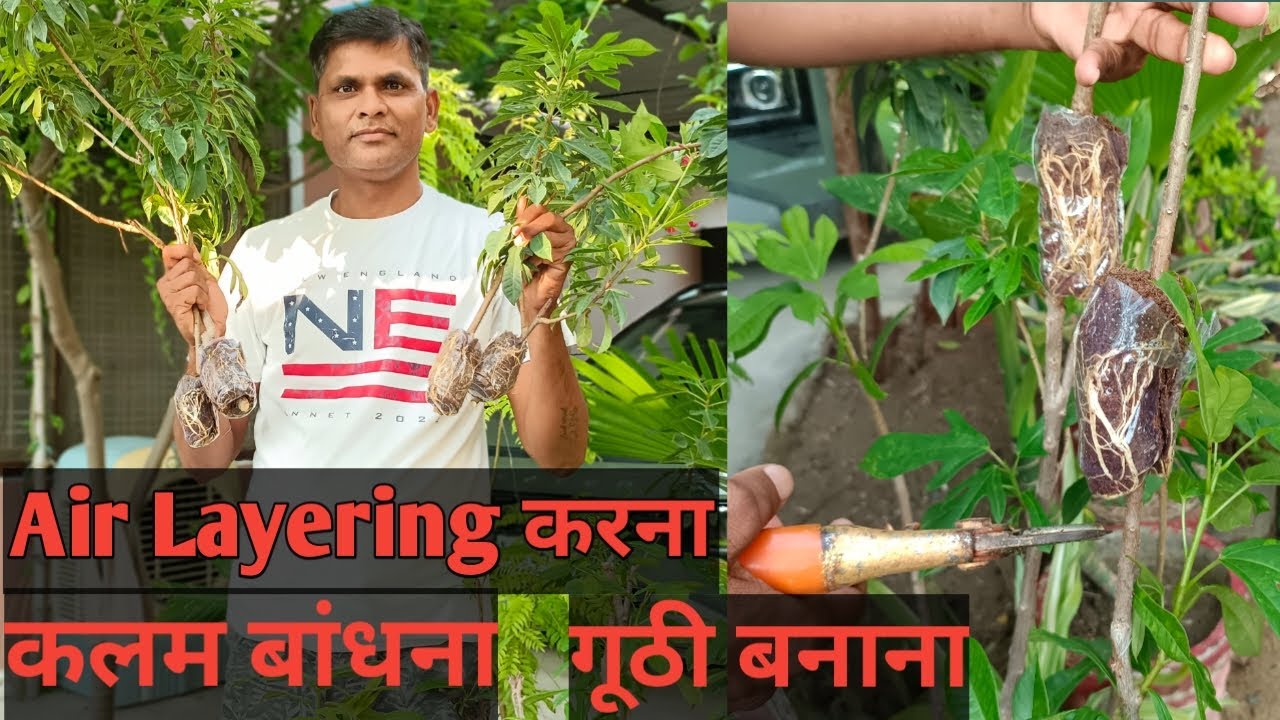 ऐसे बनाते हैं नर्सरी वाले नए नए पौधे🌱
