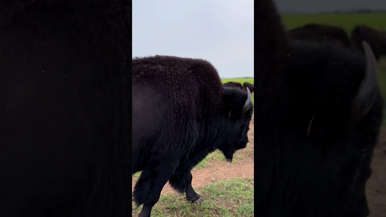 Back in black! #bison #americanbison #bull #blackbison