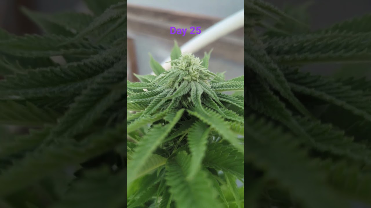 creating your own strain ain't all that.#cannabisdaily #cannabiseducation