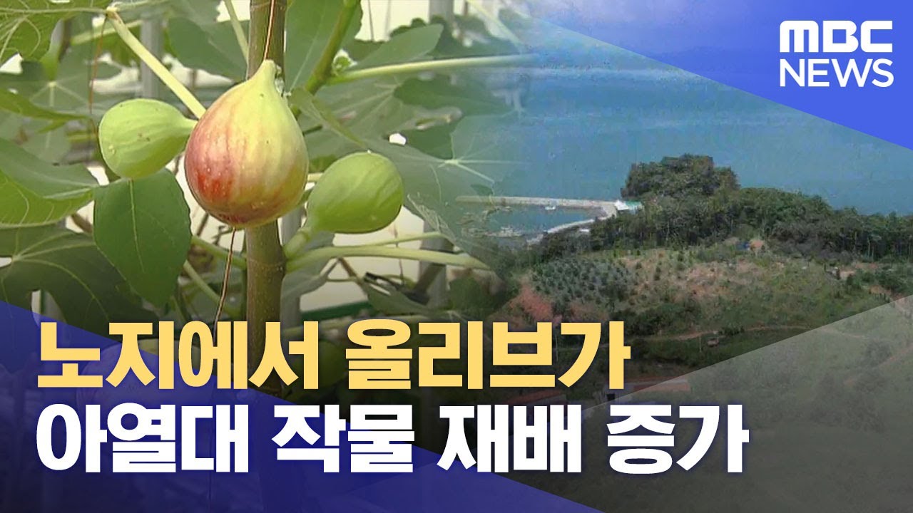 노지에서 올리브가.. 아열대 작물 재배 증가 (2025.08.22/뉴스데스크/여수MBC)