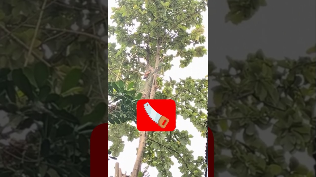 the process of cutting down large teak trees #shorts #treecutting #chainsaw