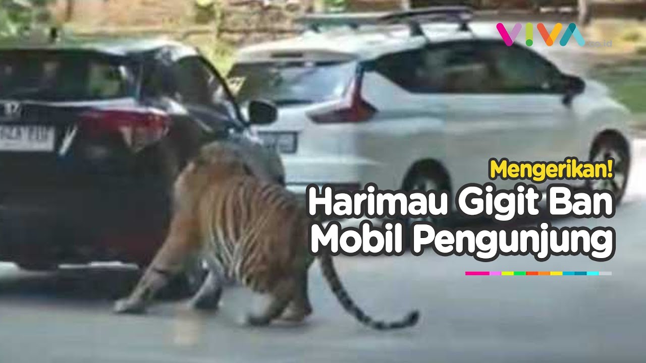 VIRAL! Detik-detik Harimau Gigit Ban Mobil Pengunjung di Taman Safari